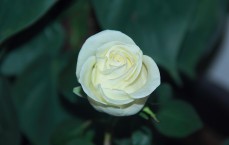 华为经典桌面，不止于美观，更是效率与秩序的艺术