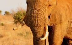 象鼻子D72耳机测评，值不值得入手？