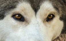 西伯利亚S11L手游版耳机测评，为游戏玩家带来极致的听觉盛宴,西伯利亚耳机s21手游版