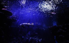 潜水电脑表D5与MK1深度对比测评，谁是你的水下最佳拍档？