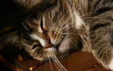 老猫测评手机视频大全下载，观影新体验,老猫测评手机视频大全下载安装