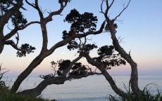 盆栽植物测评软件下载手机版，让绿意触手可及