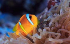全新评测水族馆游戏手机—探索海洋生物的奇幻之旅