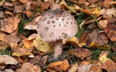 金色蘑菇测评官网下载手机版，探索神秘世界的新旅程,金色蘑菇测评官网下载手机版安装